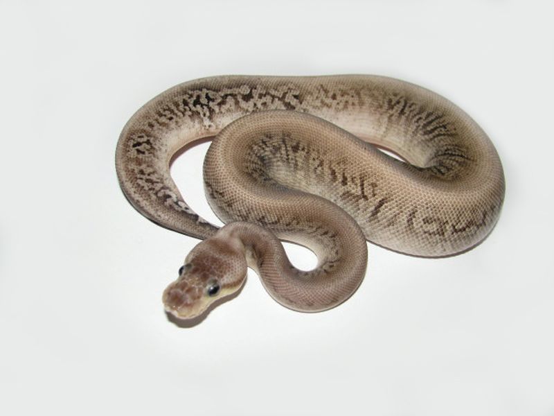 Pastel Onyx | World of Ball Pythons