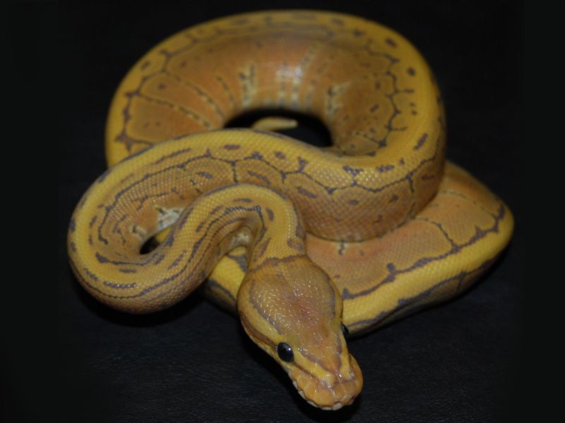 Hypo Pinstripe | World of Ball Pythons