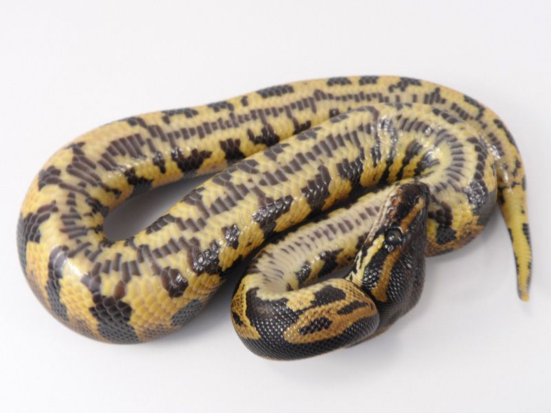 Acid Ball Python Complex Acid | World of Ball Pythons