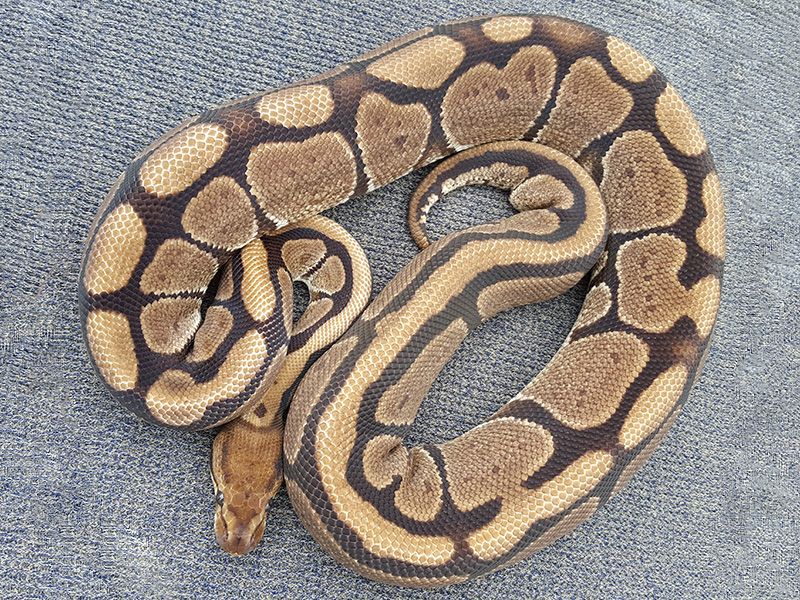 Sprinkle Ball Python Sparkler | World of Ball Pythons