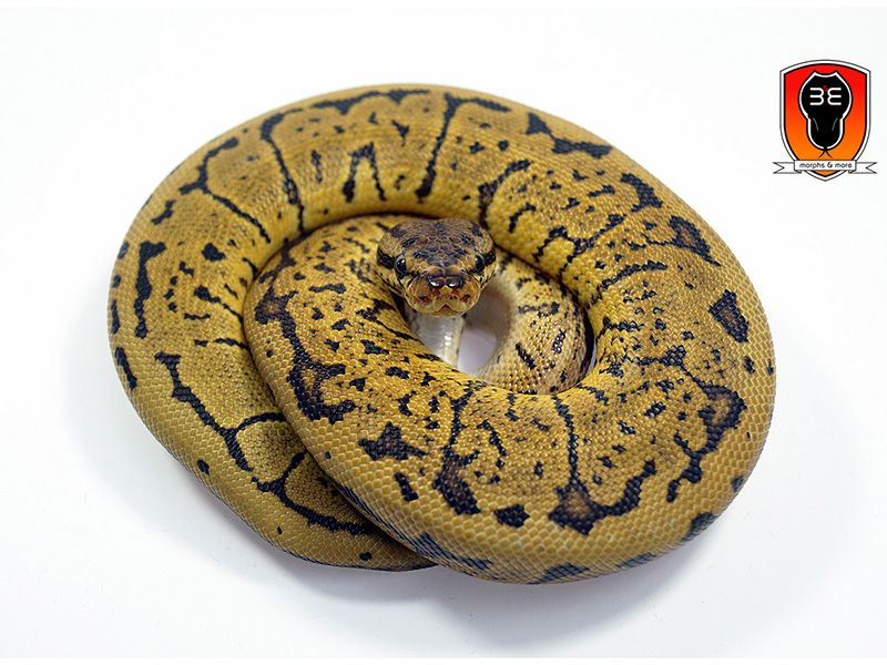 Confusion Pinstripe | World of Ball Pythons