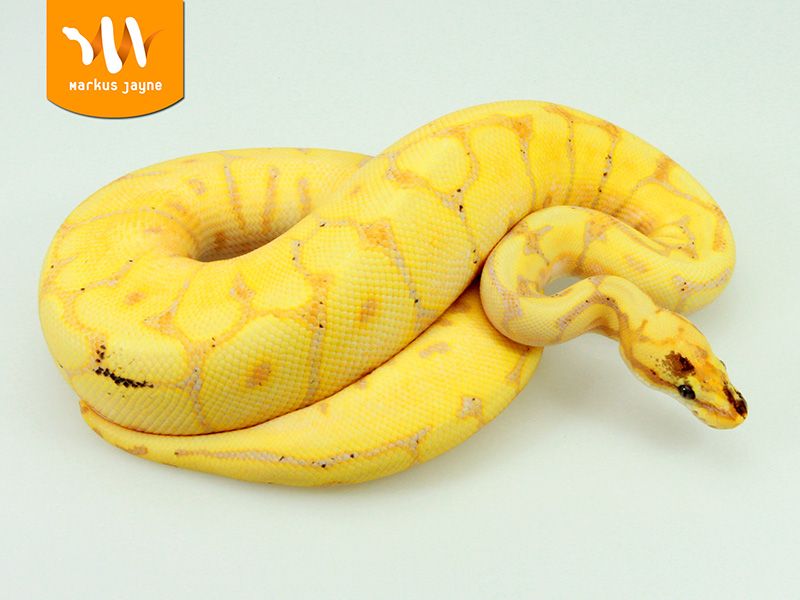 Banana Leopard Fire Python Banana Leopard Spider | World of Ball Pythons