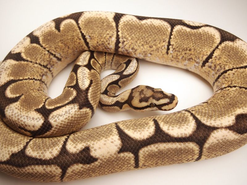 Spider Mutation Royal Python Desert Ghost Spider | World of Ball Pythons