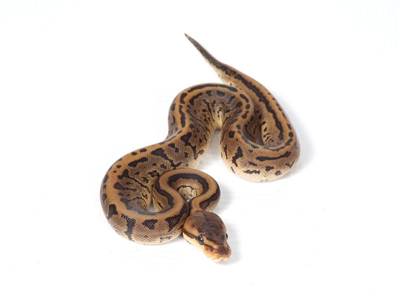 Night Fury | World of Ball Pythons