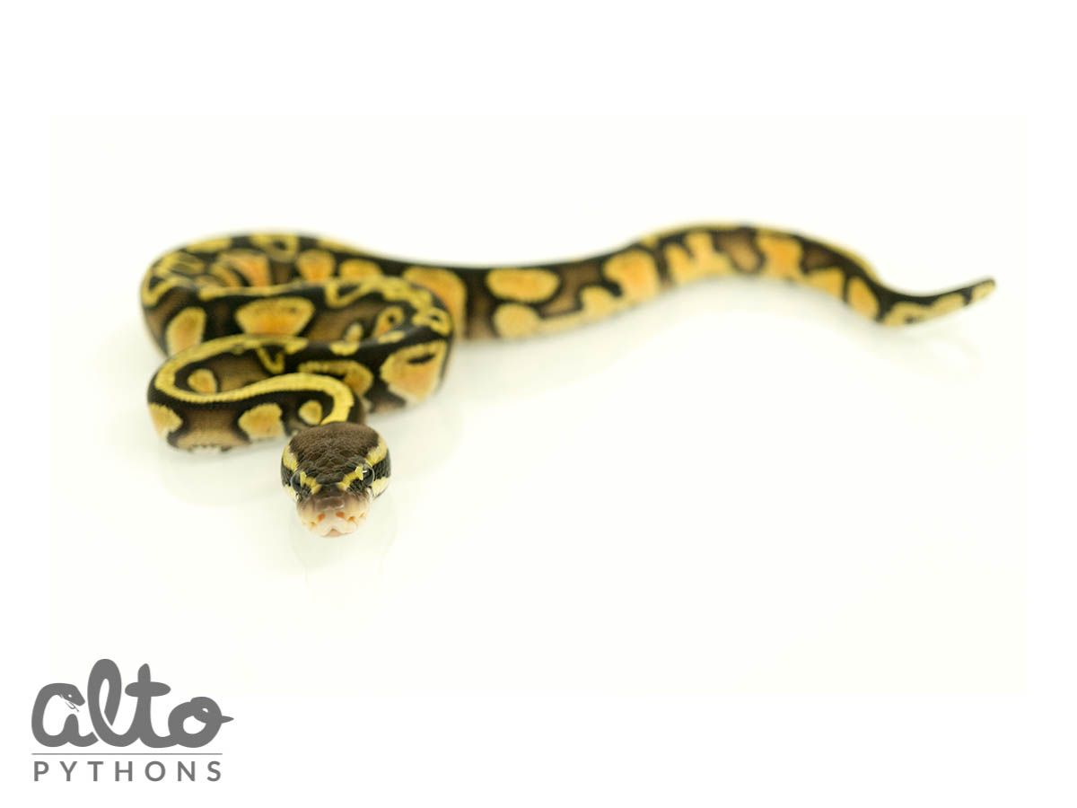 Arroyo Pastel | World of Ball Pythons
