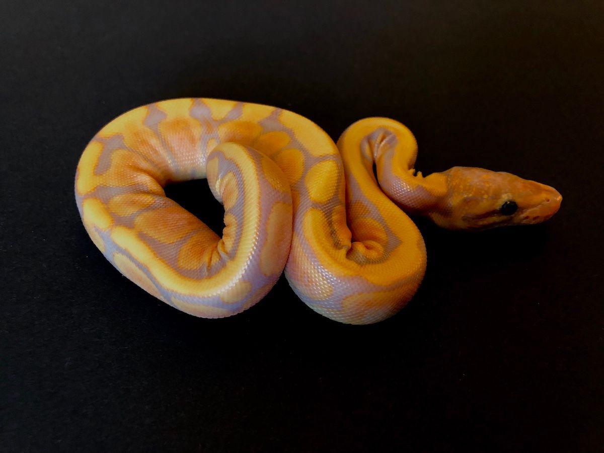 Ball Python Fill Red Banana Red Stripe | World of Ball Pythons