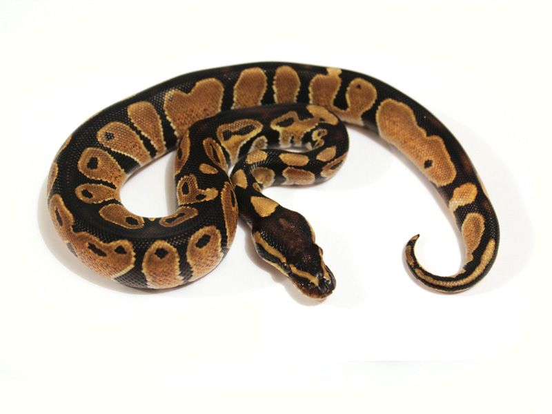 Black Head Spider | World of Ball Pythons