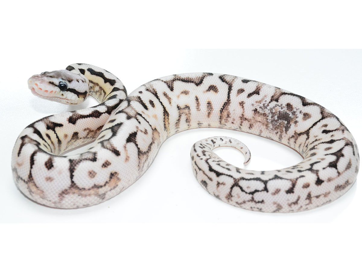 Asphalt Cinnamon Pastel Spider | World of Ball Pythons