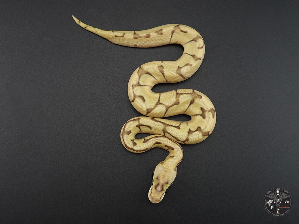 Butter Spider Super Enchi Super Pastel | World of Ball Pythons