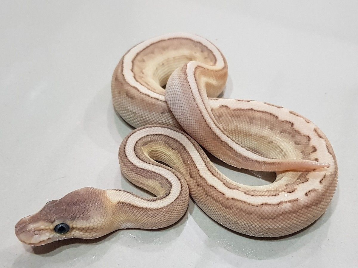 Cinnamon Mojave Pinstripe Spider | World of Ball Pythons