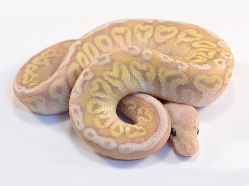 Fort Apocalypse Python Apocalypse | World of Ball Pythons