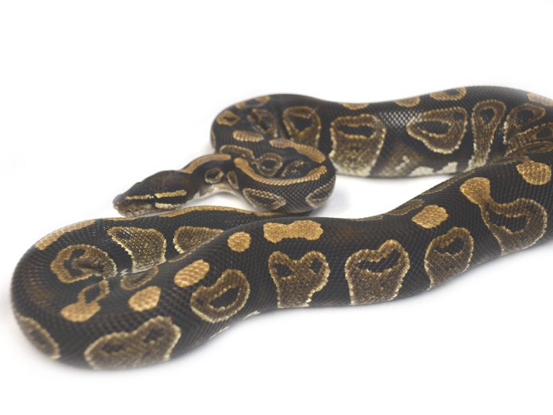 Satin | World of Ball Pythons