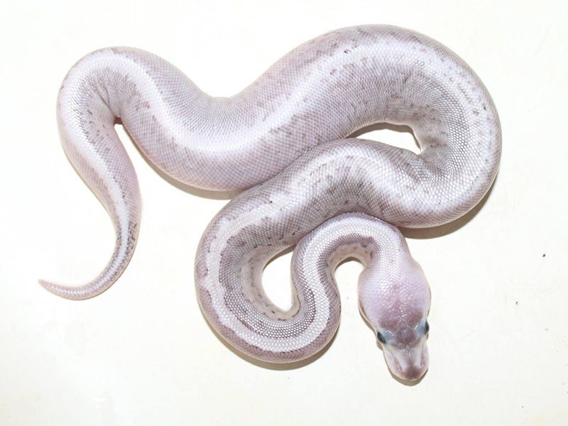 Blonde Pewter Blast | World of Ball Pythons