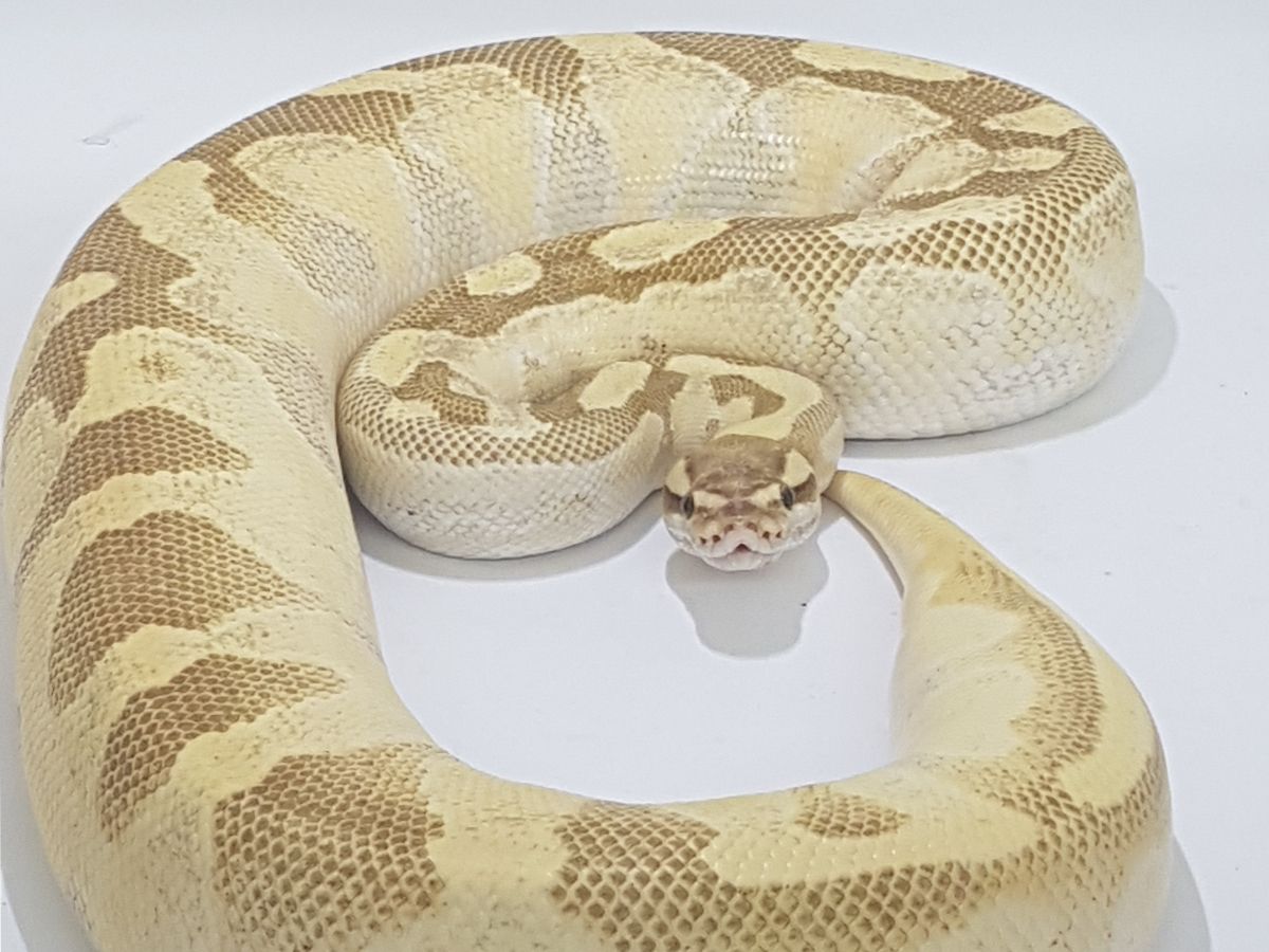Butter Enchi Vanilla | World of Ball Pythons