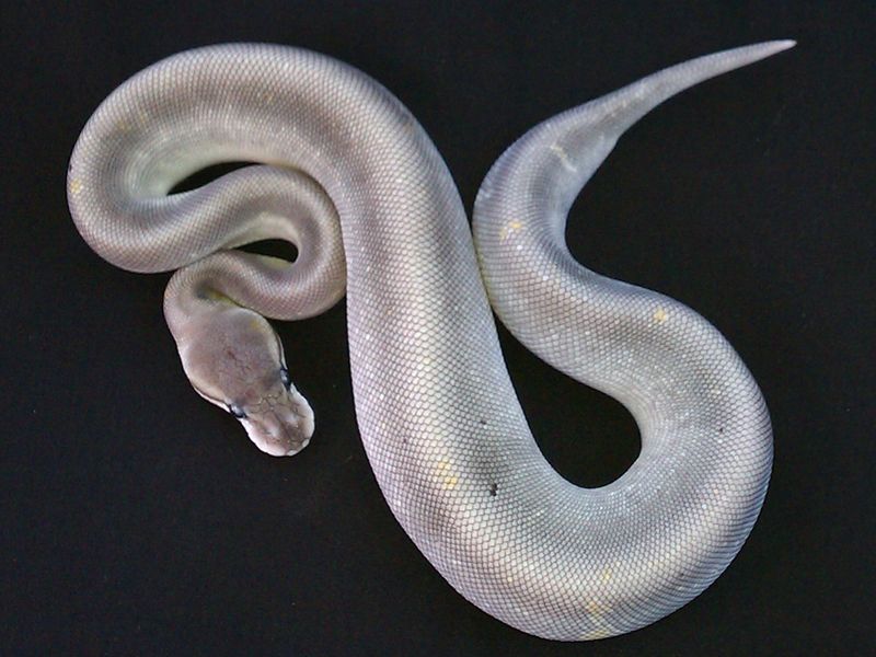 Silver Bullet Lesser | World of Ball Pythons
