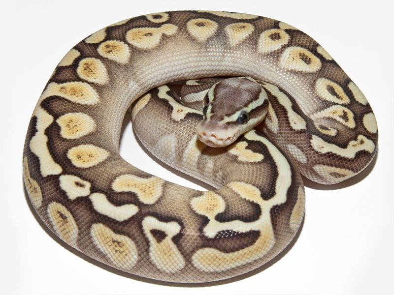Ghi Lesser Pastel | World of Ball Pythons
