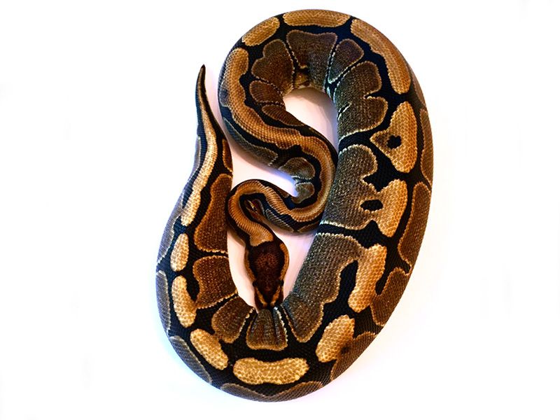 Red Stripe | World of Ball Pythons