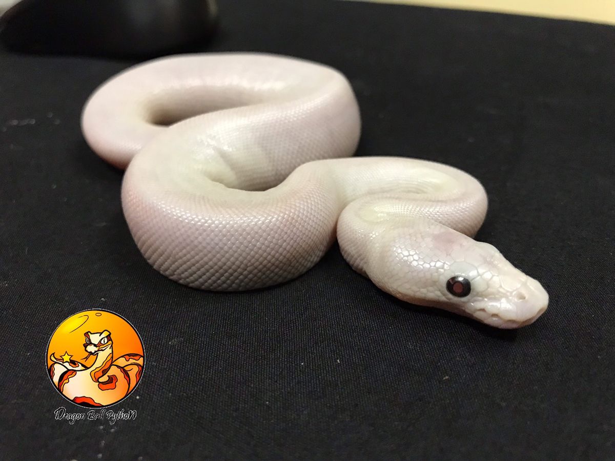 Pastel Super Butter | World of Ball Pythons