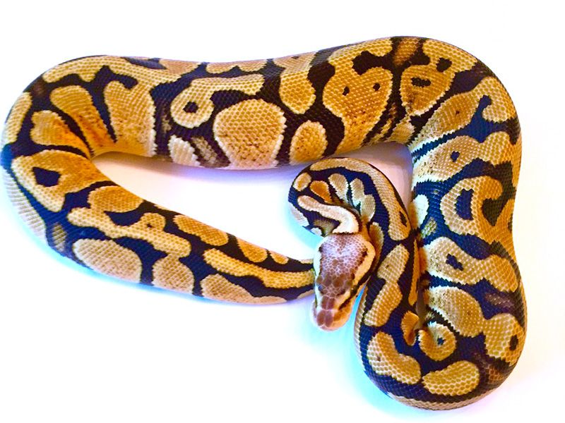 Pastel Red Stripe | World of Ball Pythons