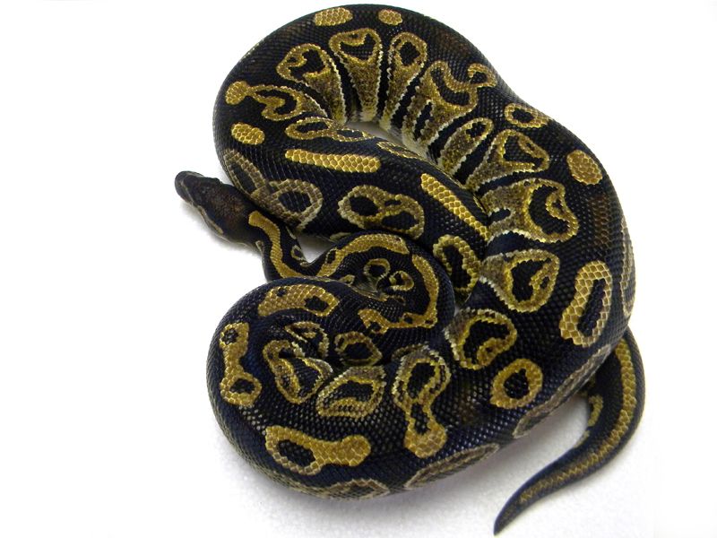 Tequila Ball Python Trick | World of Ball Pythons