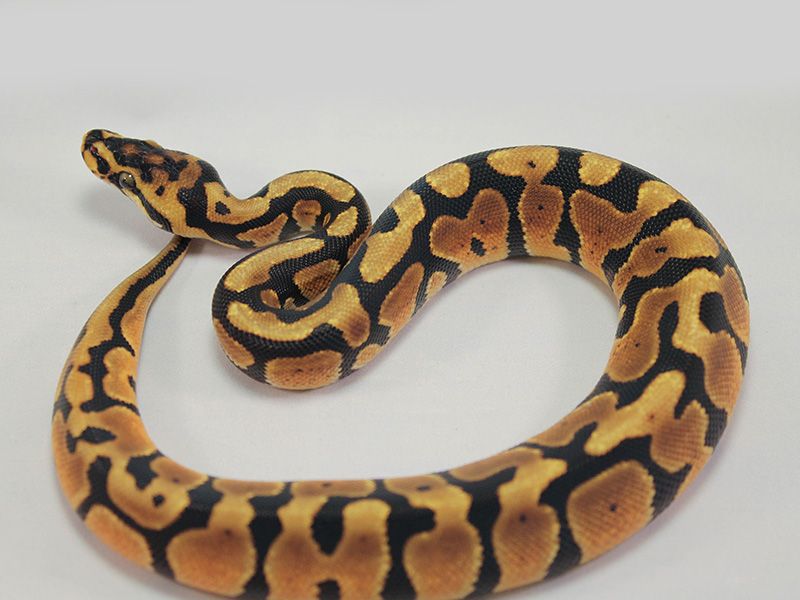Joppa Spotnose | World of Ball Pythons