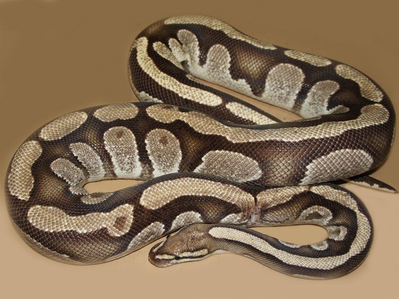 Leviathan Ball Python Lucifer | World of Ball Pythons