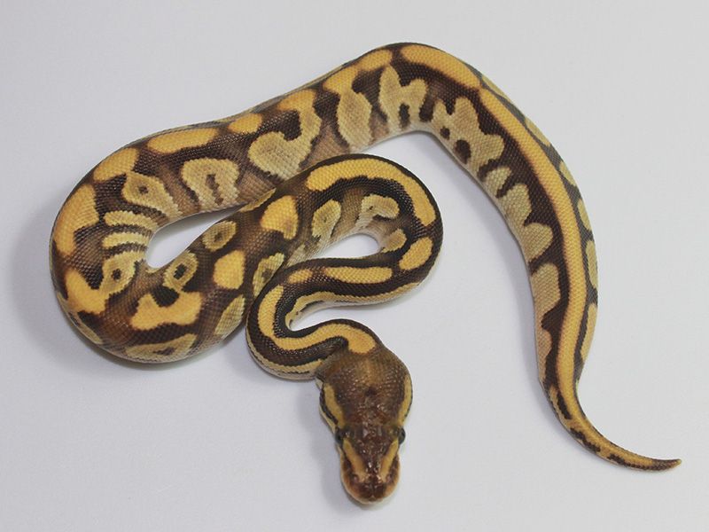 Mojave Sauce | World of Ball Pythons