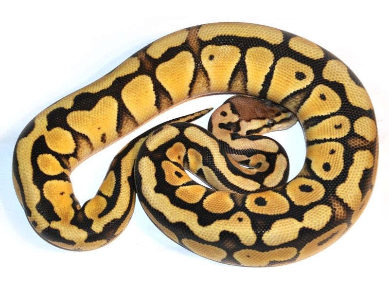 Desert Pastel Specter | World of Ball Pythons
