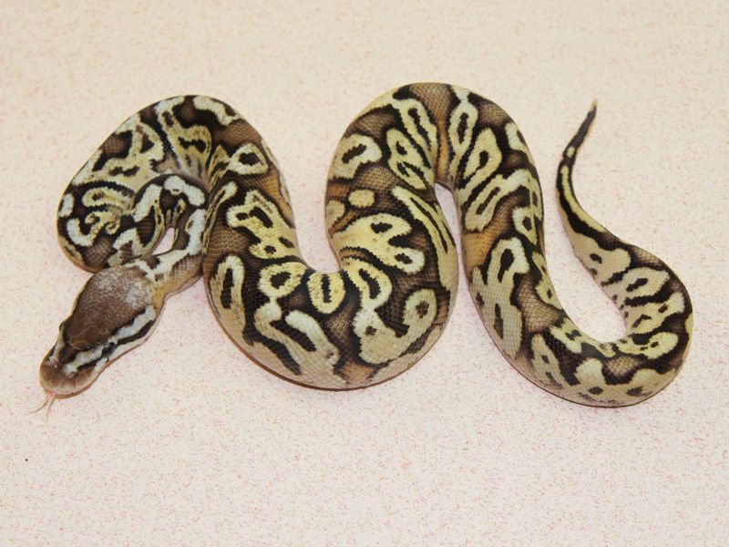 Fader Hidden Gene Woma Granite Lucifer Pastel | World of Ball Pythons