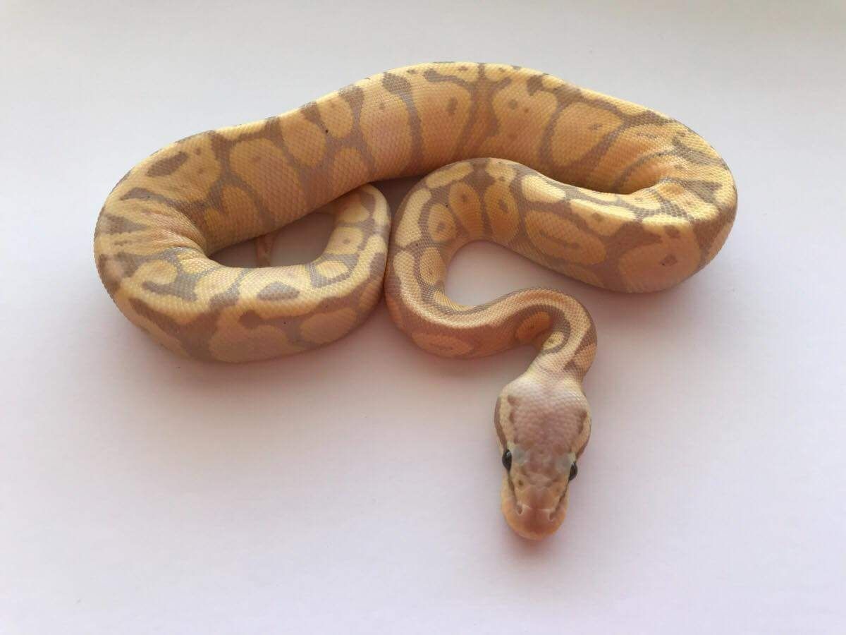 Banana Fire Super Pastel | World of Ball Pythons