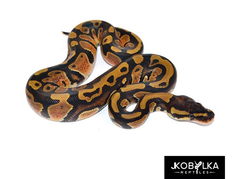 Genex | World of Ball Pythons