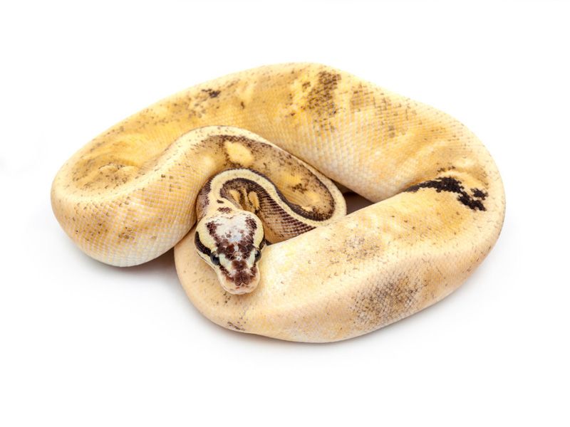 Super Calico Python Super Pastel Calico Yellow Belly Shatter | World of Ball Pythons