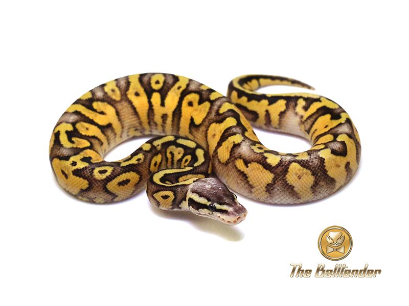 Specter Super Pastel | World of Ball Pythons