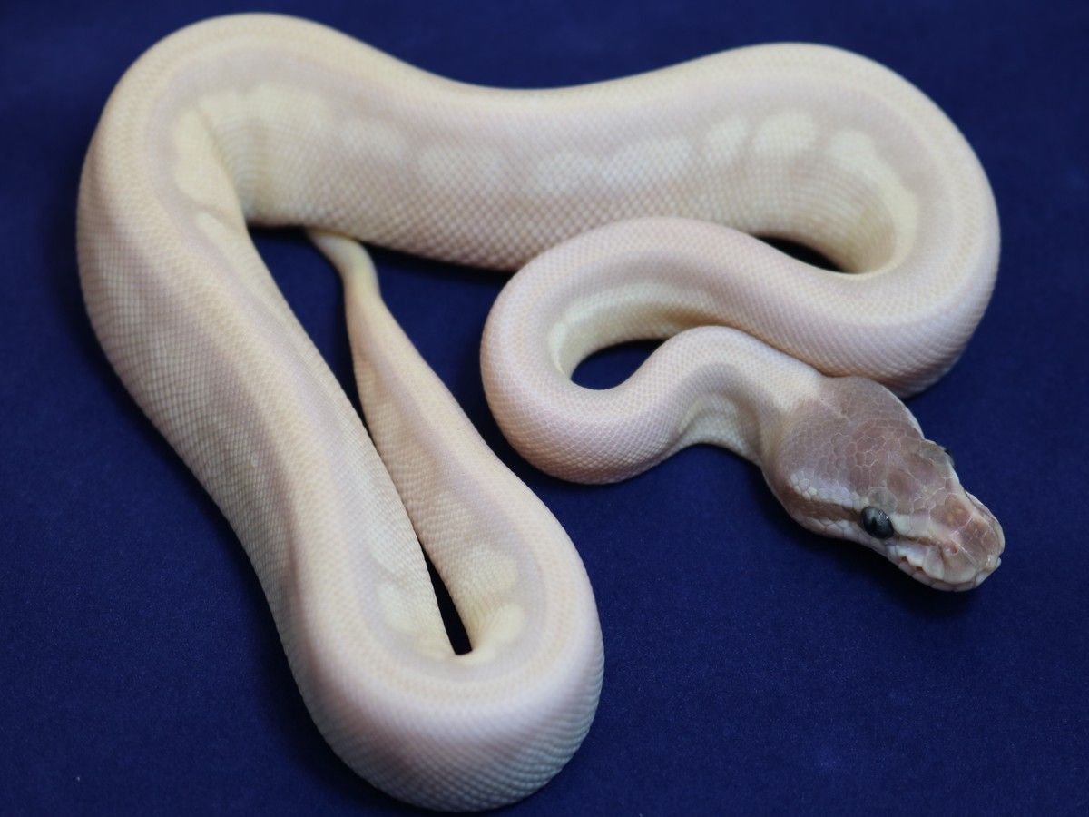 Spider Mutation Royal Python Fusion Mojave Phantom Spider | World of Ball Pythons