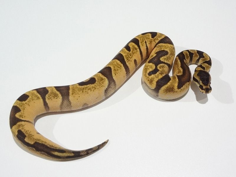 Super Calico Python Calico Super Enchi | World of Ball Pythons