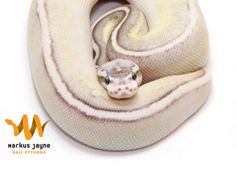 Lithium Blaze | World of Ball Pythons