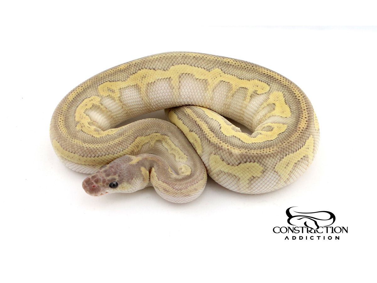 Blade Clown Super Mystic | World of Ball Pythons
