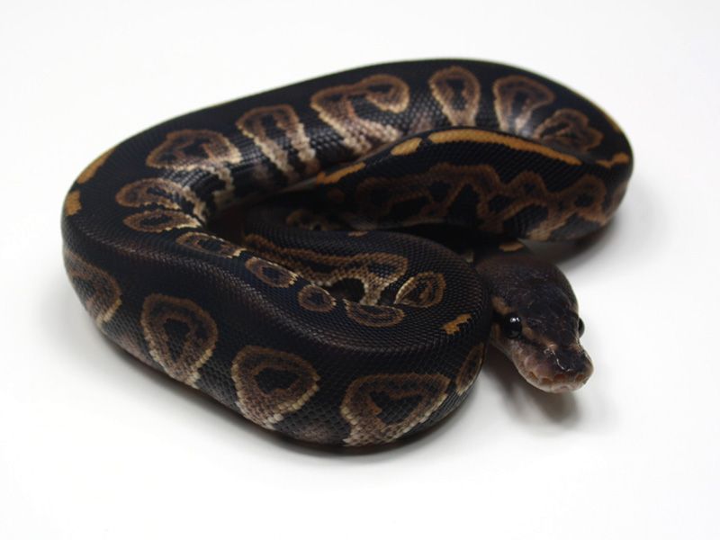 Black Chocolate | World of Ball Pythons