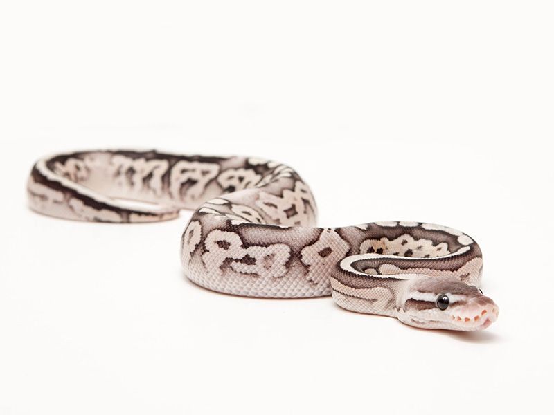 Black Pewter Fire | World of Ball Pythons