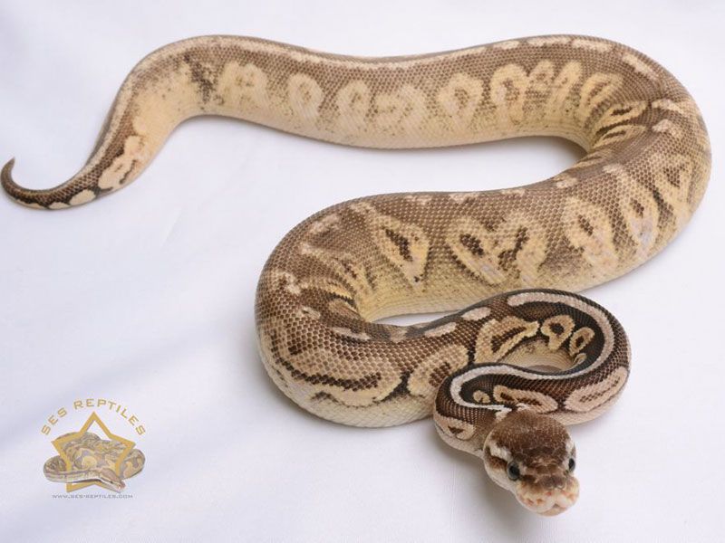 White And Calico Python Pewter Calico | World of Ball Pythons