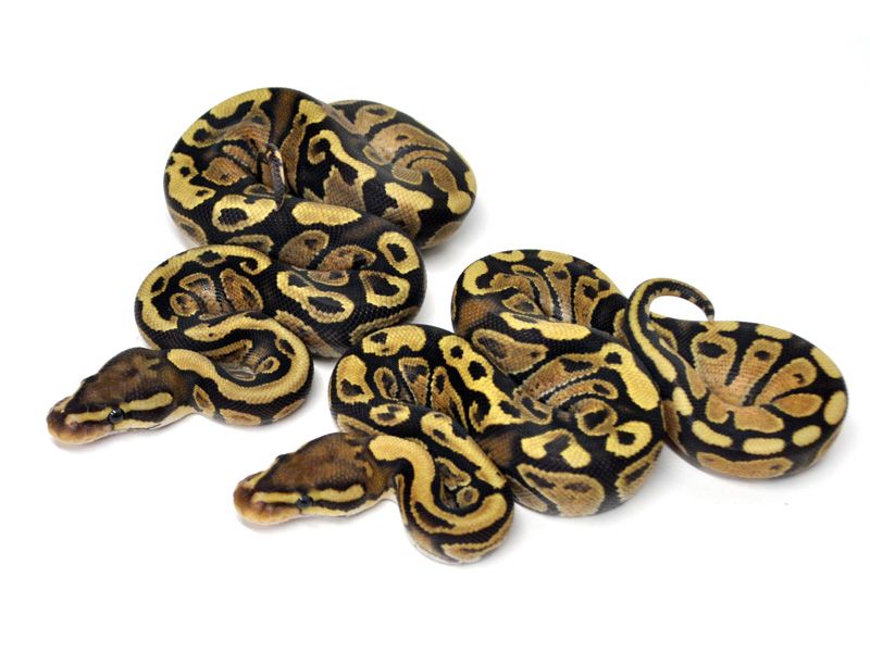 Hydra Fire | World of Ball Pythons