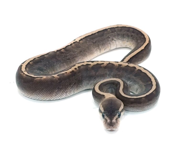 Cinnamon Ghi Lesser Pinstripe | World of Ball Pythons