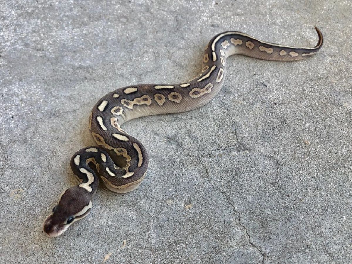 Butter Cinnamon Gravel | World of Ball Pythons
