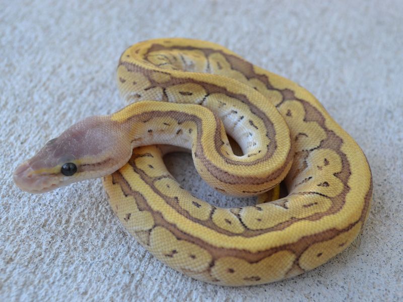 Jigsaw Blast | World of Ball Pythons