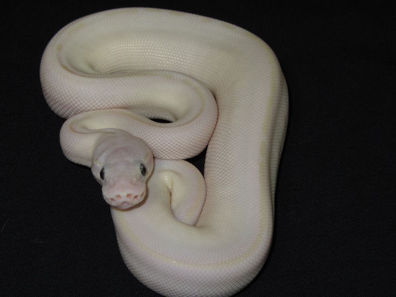 Butter Mystic | World of Ball Pythons