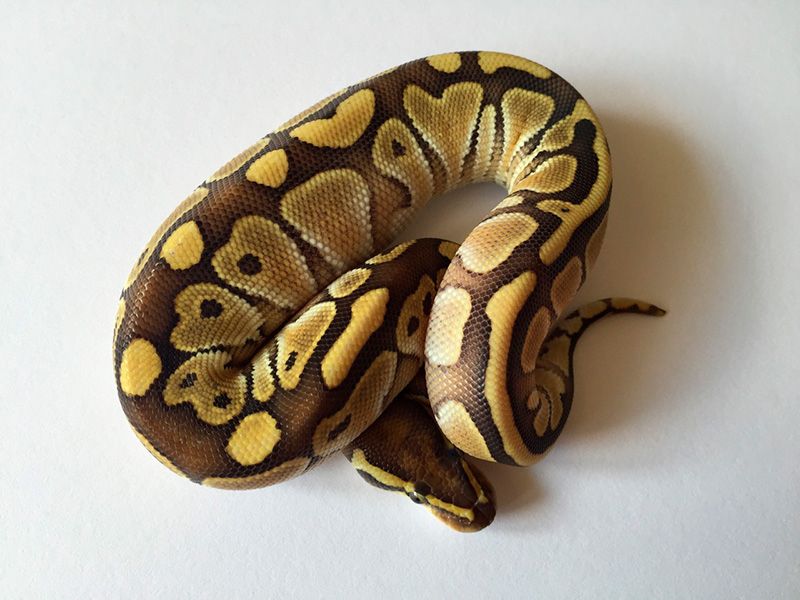 Redstriper Ball Python Lesser Red Stripe | World of Ball Pythons