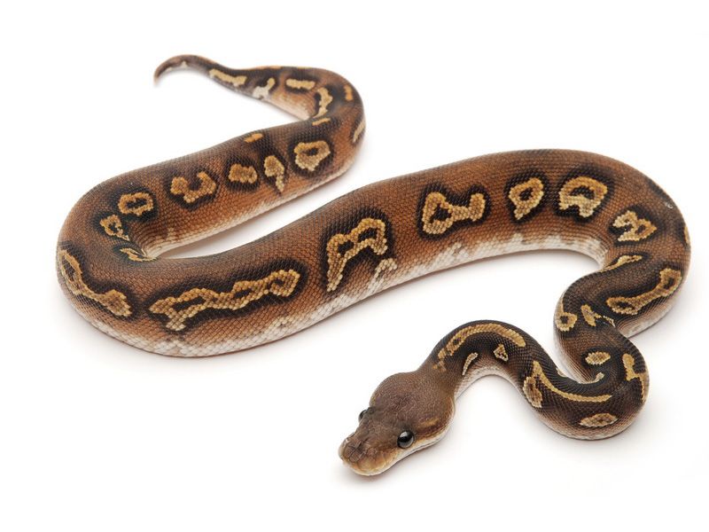 Hypo Super Black Head | World of Ball Pythons