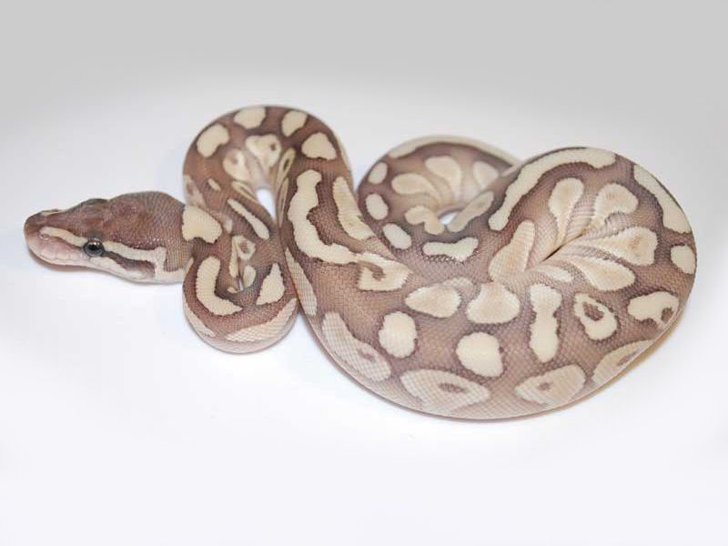 Platty Daddy | World of Ball Pythons