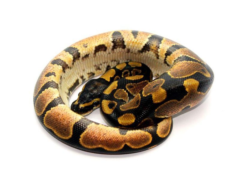 Sugar Satin | World of Ball Pythons