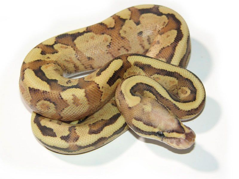 Vanilla Cream | World of Ball Pythons